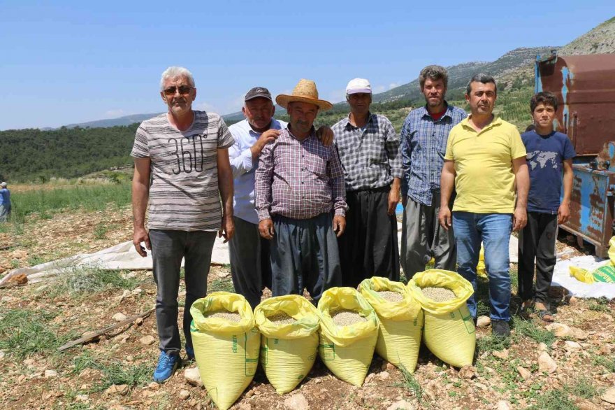 Kuru bezelye mutfağa giriyor