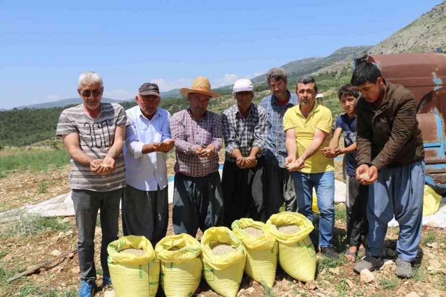 Kuru bezelye mutfağa giriyor