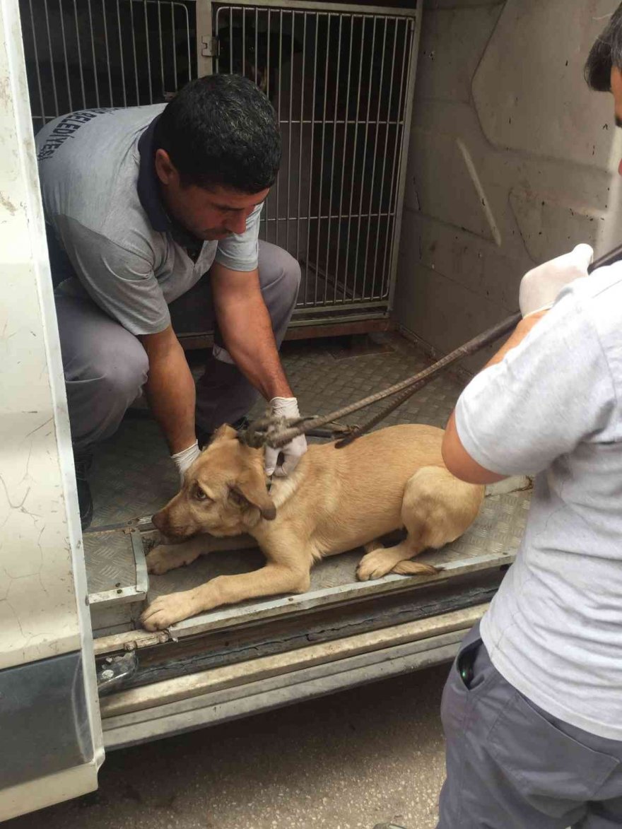 Bagajda taşınan köpek barınağa teslim edildi