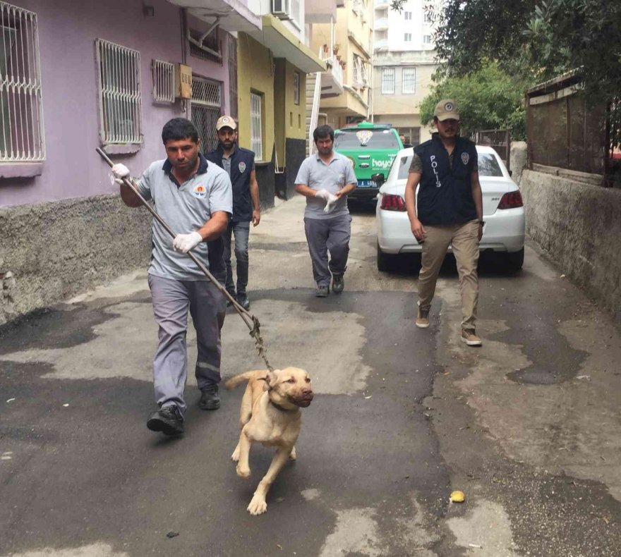 Bagajda taşınan köpek barınağa teslim edildi