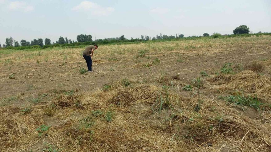 Kozan'da hırsızlar tarladaki 10 ton sarımsağı çaldı