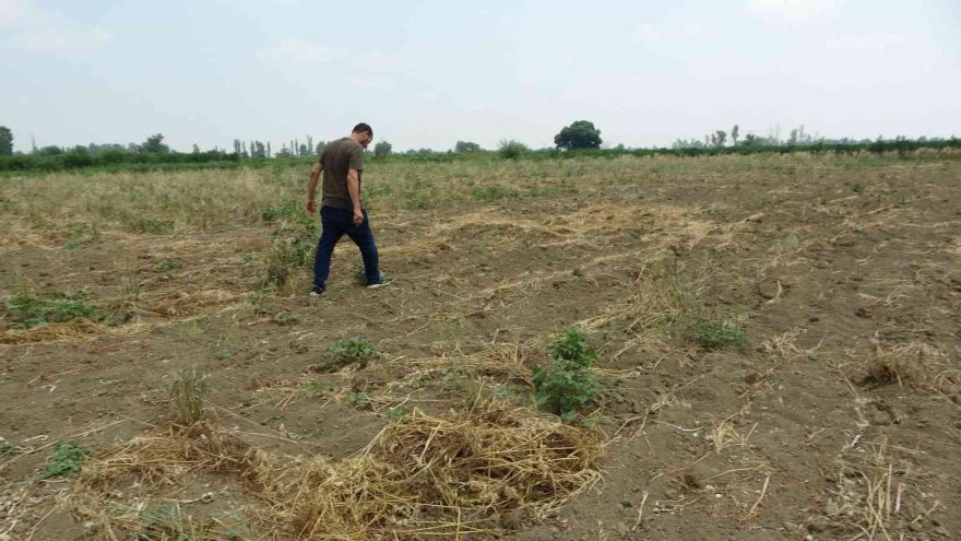 Kozan'da hırsızlar tarladaki 10 ton sarımsağı çaldı