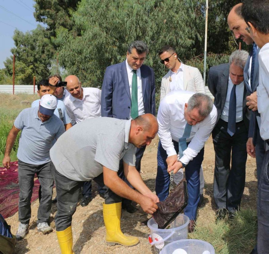 Vali Elban balık hasadına katıldı