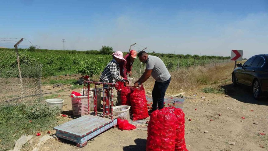 Adana’da kapya biber hasadı yapıldı