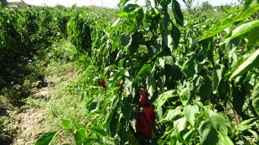 Adana’da kapya biber hasadı yapıldı