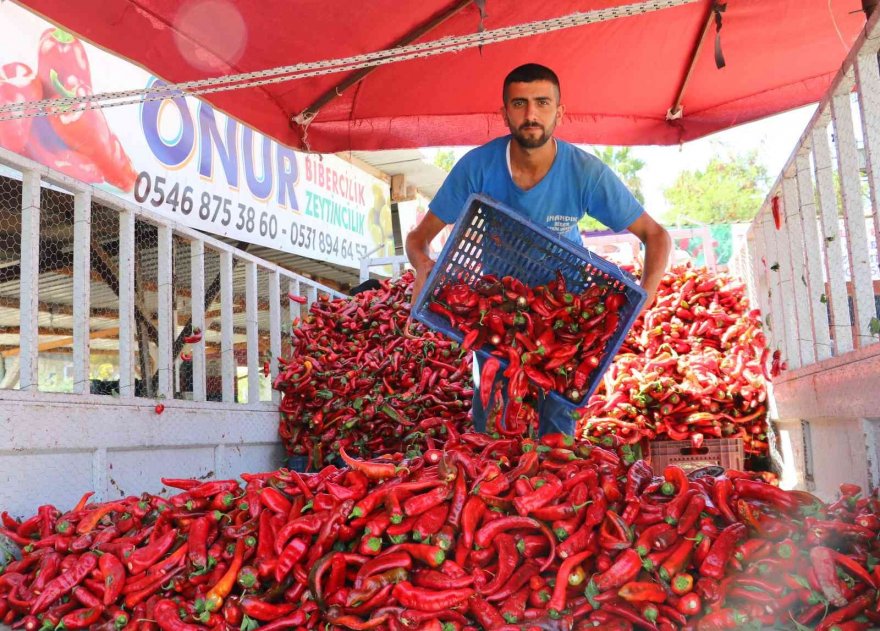 Adana’da salça sezonu başladı, damlar kırmızıya boyandı