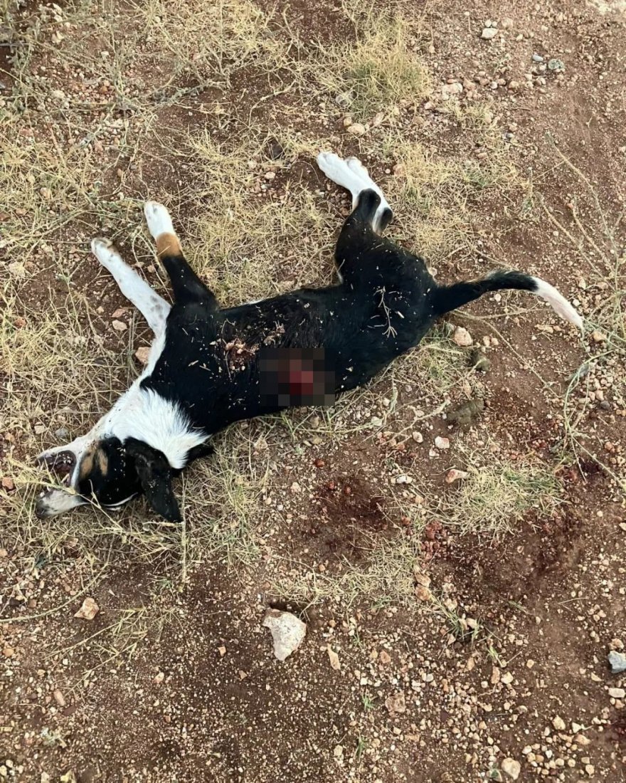 Tavuklarına zarar veren yavru köpeği tüfekle öldürdü