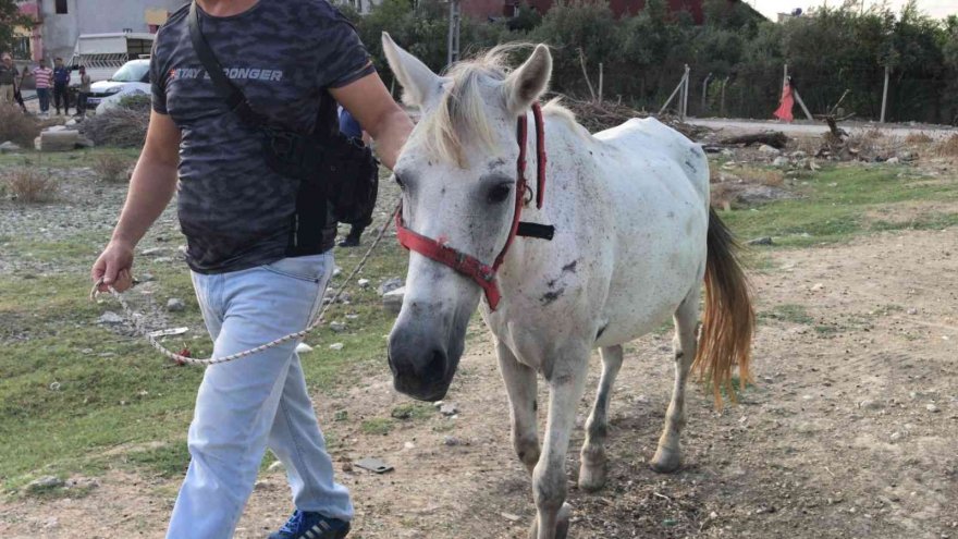 Atını darp eden adam gözaltına alındı