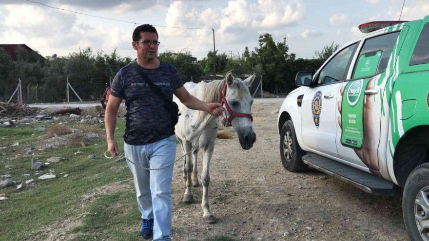 Atını darp eden adam gözaltına alındı