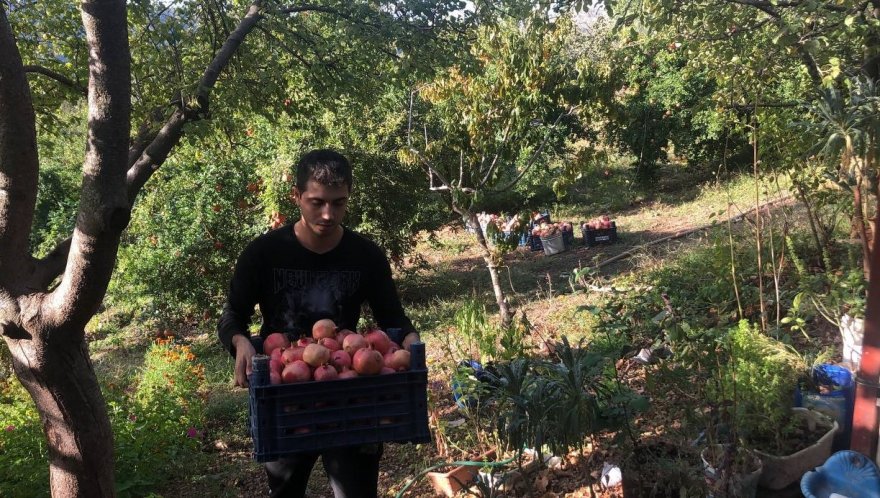 Tescilli Kuytucak narında hasat başladı