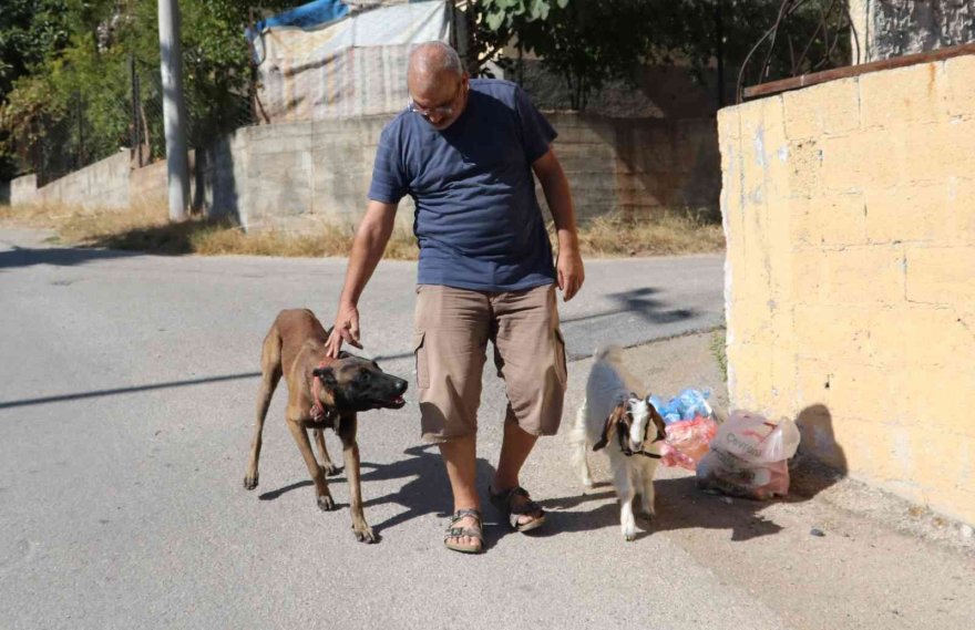 Köpek ile keçinin dostluğu görenleri şaşırtıyor