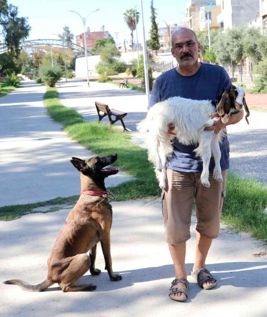 Köpek ile keçinin dostluğu görenleri şaşırtıyor