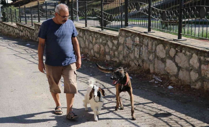 Köpek ile keçinin dostluğu görenleri şaşırtıyor