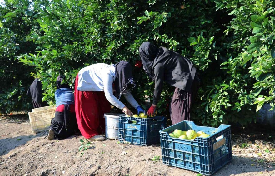 Adana’da portakal hasadı başladı, bahçede kilosu 10-12 lira