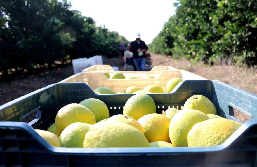 Adana’da portakal hasadı başladı, bahçede kilosu 10-12 lira