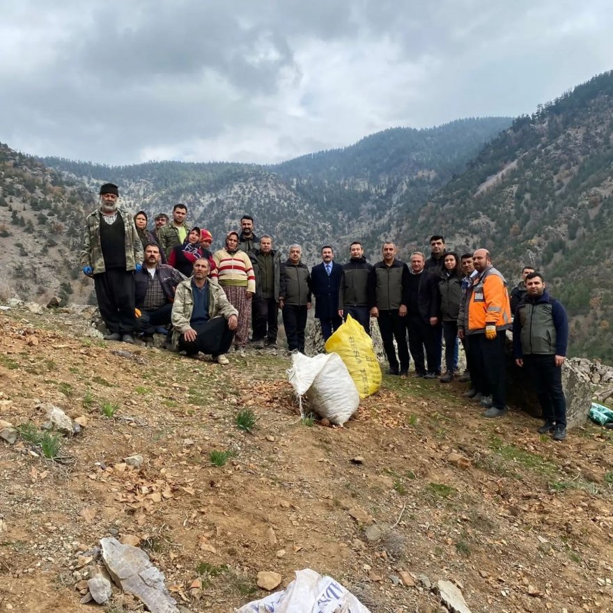 Feke’de sedir tohumları toprakla buluştu