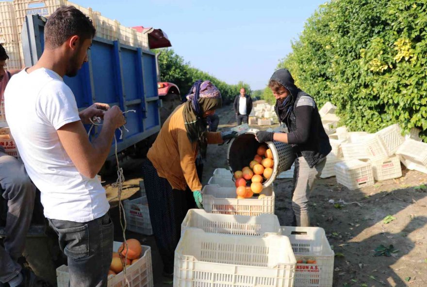 Hasadı başladı, sadece yüzde 10’u Türkiye’de tüketiliyor, yüzde 90’ı ihraç ediliyor