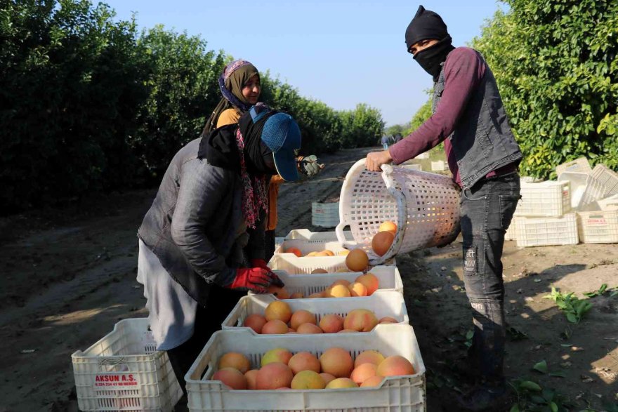 Hasadı başladı, sadece yüzde 10’u Türkiye’de tüketiliyor, yüzde 90’ı ihraç ediliyor