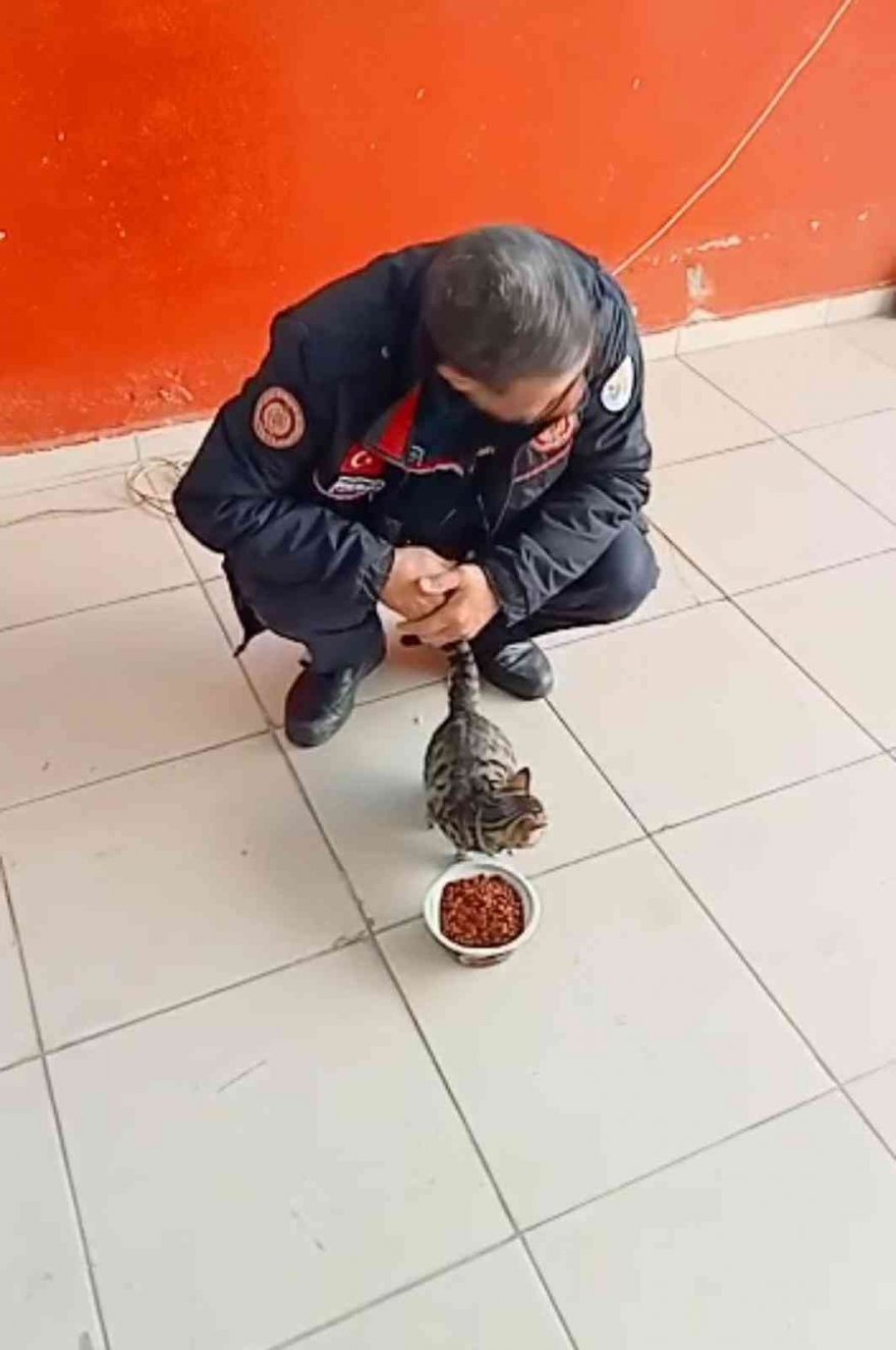 Mahsur kalan kedi, itfaiye erinin omzunda aşağı indi