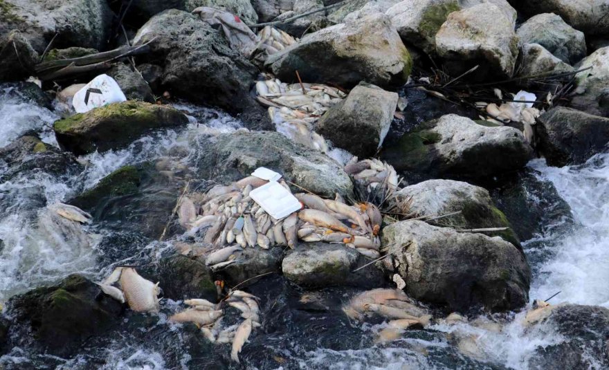 Ceyhan Nehri’nde balık ölümleri: Binlerce balığın ölüm nedeni araştırılıyor