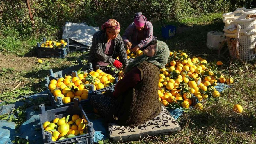 Tescilli portakalda hasat başladı