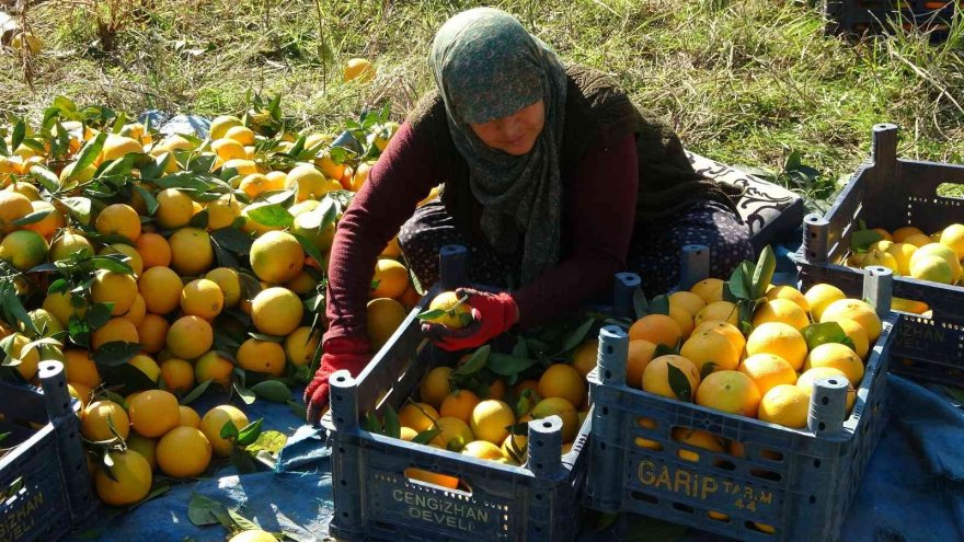 Tescilli portakalda hasat başladı