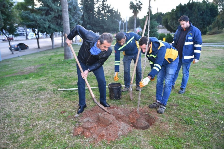 Çukurova’da turunç seferberliği