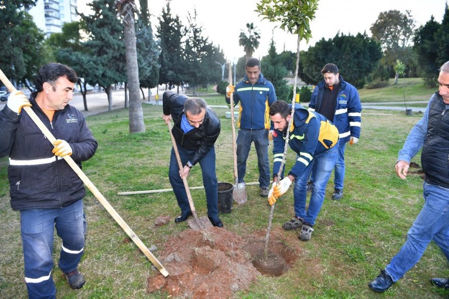 Çukurova’da turunç seferberliği