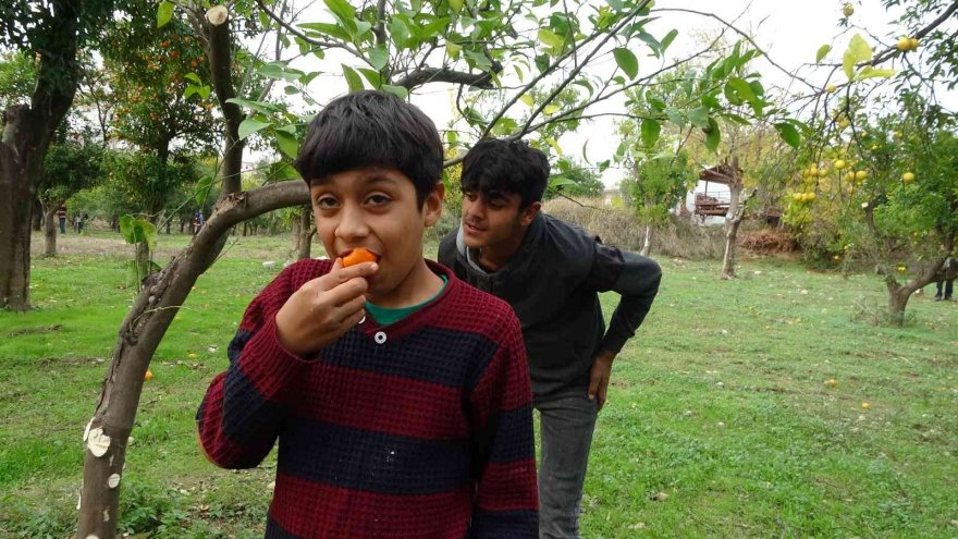 Kozan Belediyesinden halka açık narenciye bahçesinde ilk hasat