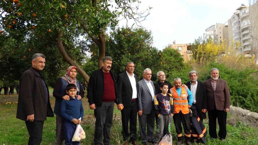 Kozan Belediyesinden halka açık narenciye bahçesinde ilk hasat