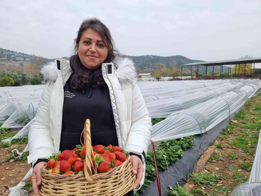 Adana’da kış ayında çilek hasadı: Kilosu 80 TL, bahçeye müşteriler kendileri toplamaya geliyor