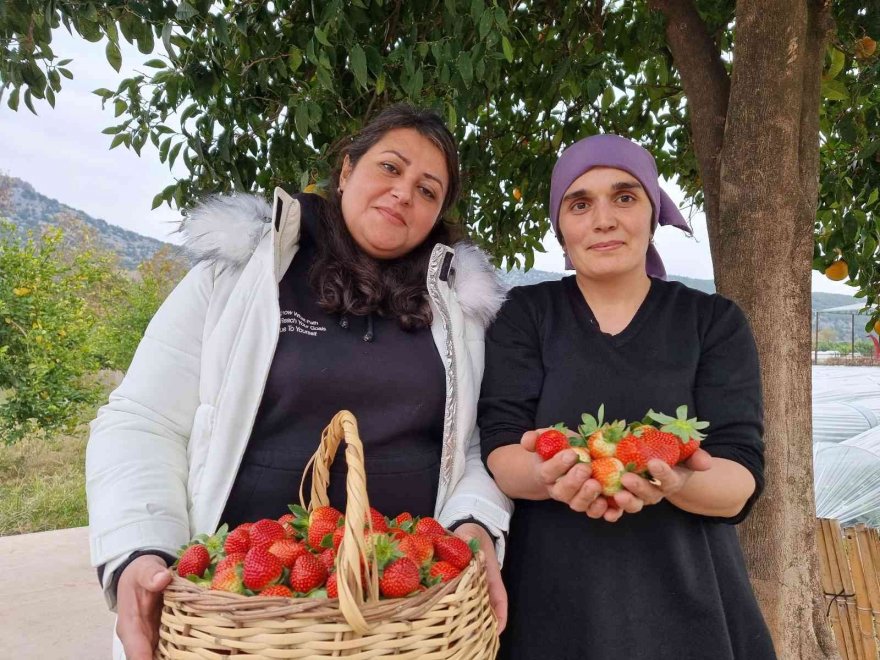 Adana’da kış ayında çilek hasadı: Kilosu 80 TL, bahçeye müşteriler kendileri toplamaya geliyor