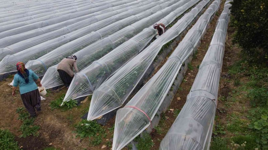 Adana’da kış ayında çilek hasadı: Kilosu 80 TL, bahçeye müşteriler kendileri toplamaya geliyor