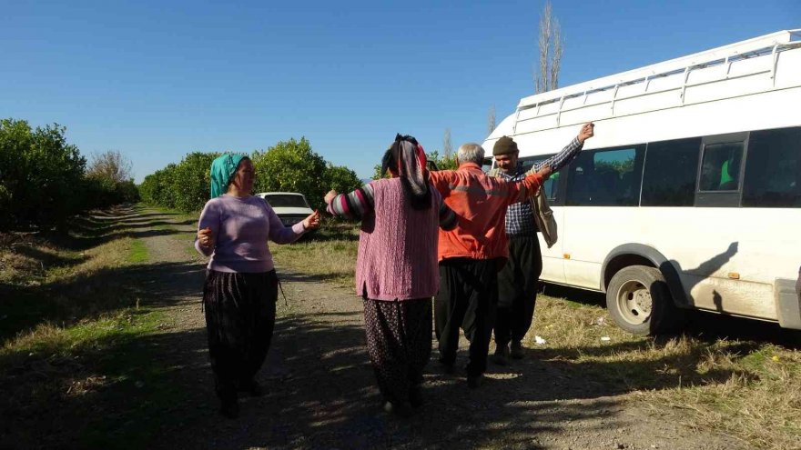 Güle oynaya mandalina hasadı yaptılar