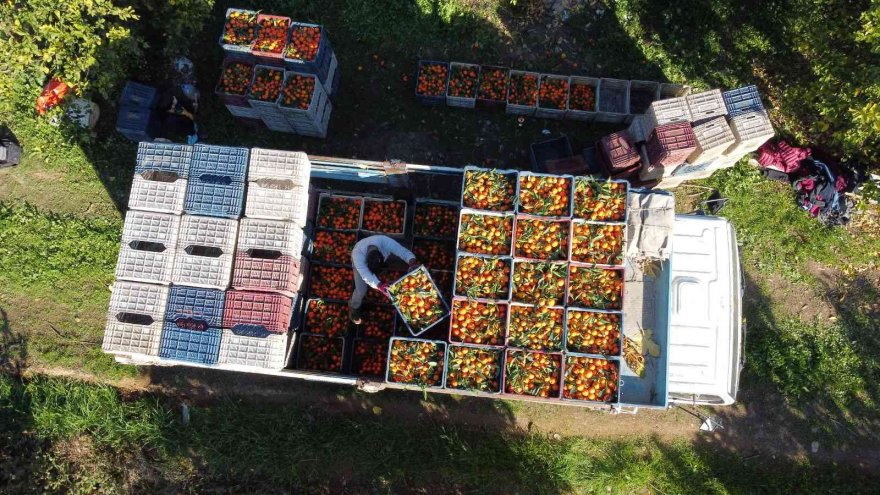 Güle oynaya mandalina hasadı yaptılar