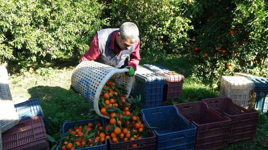 Güle oynaya mandalina hasadı yaptılar