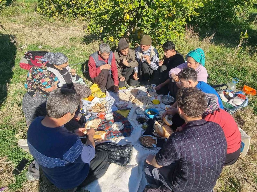 Güle oynaya mandalina hasadı yaptılar