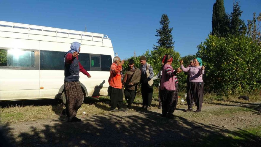 Güle oynaya mandalina hasadı yaptılar