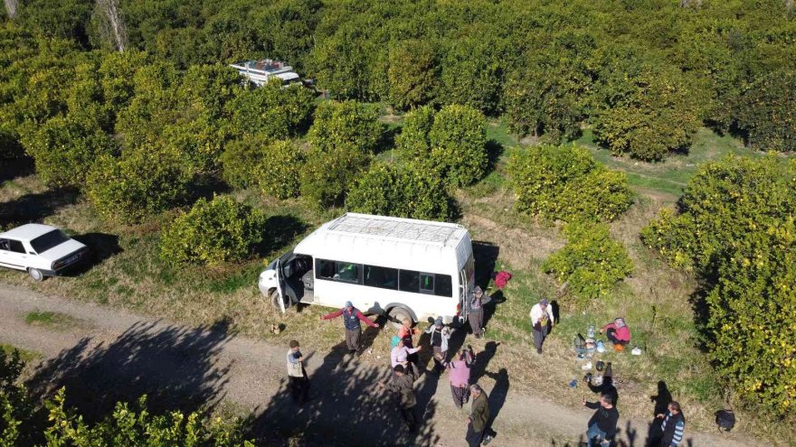 Güle oynaya mandalina hasadı yaptılar