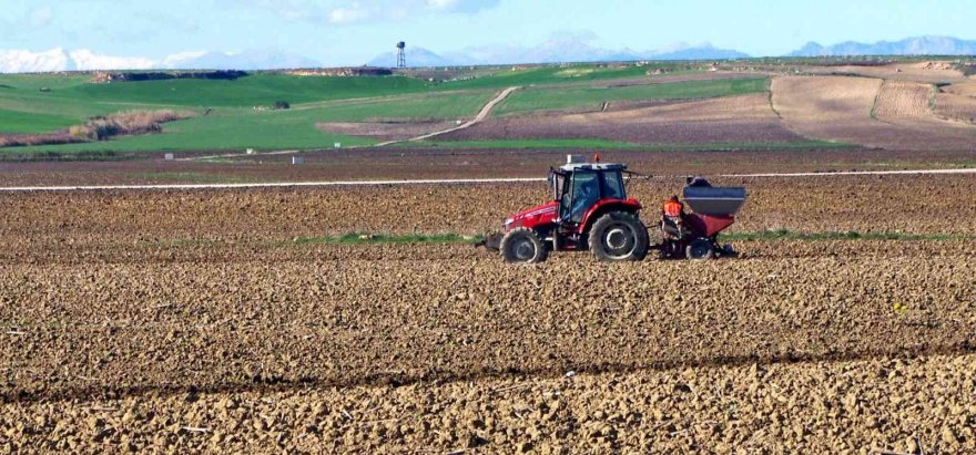 Patates tohumları toprakla buluşuyor