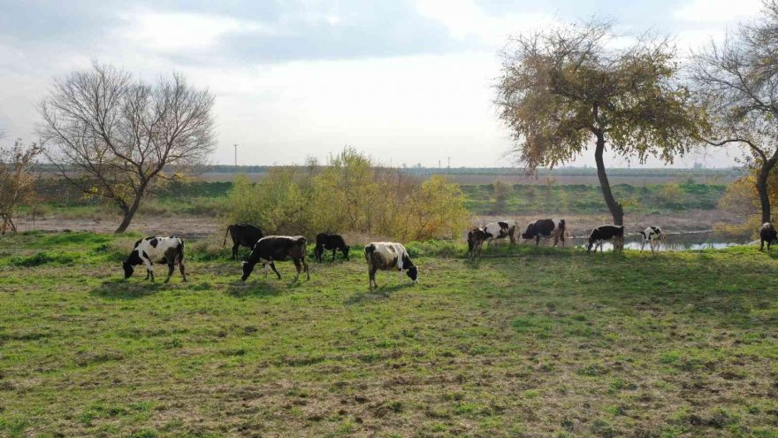 Seyhan'da hem üreticiye hem halka destek