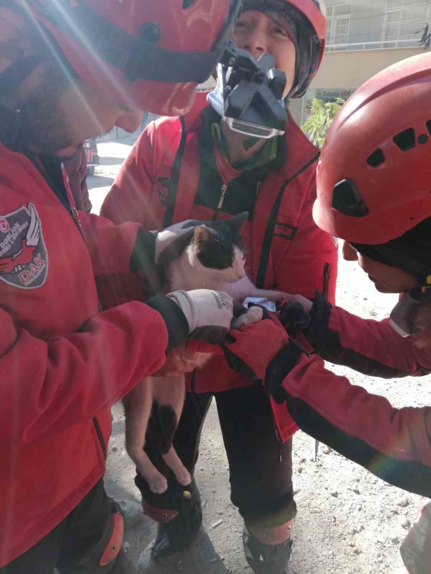 Eskişehir DAK ekibi 4’üncü günde hamile kediyi enkazdan kurtardı