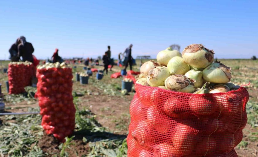 Bu yıl iki kat ekildi: Turfanda soğan hasadı başladı, fiyatı düşmeye başlayacak