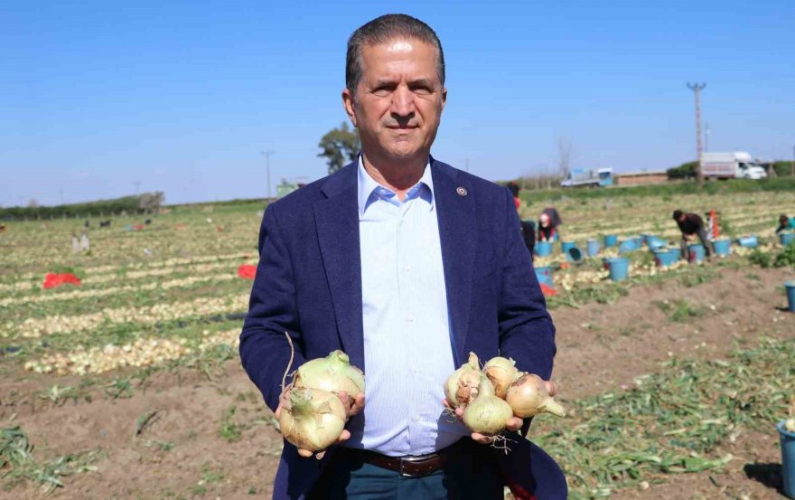 Bu yıl iki kat ekildi: Turfanda soğan hasadı başladı, fiyatı düşmeye başlayacak