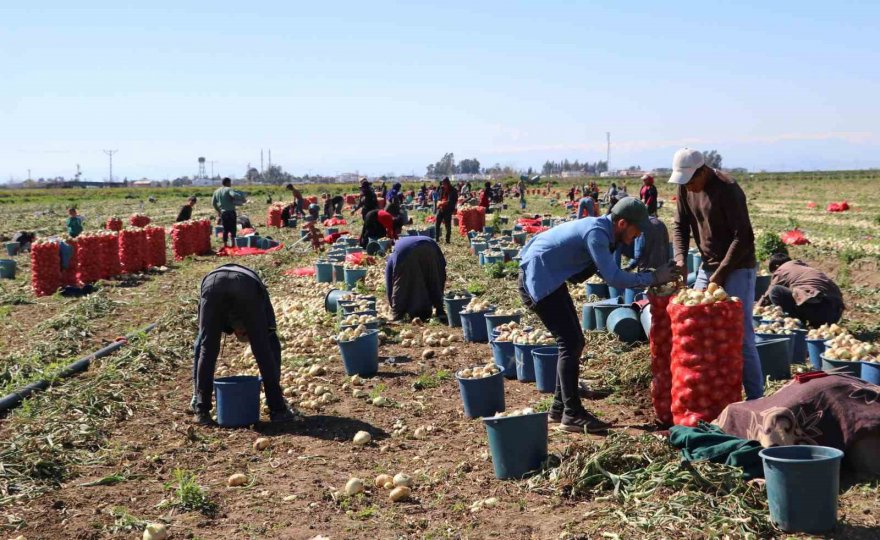 Bu yıl iki kat ekildi: Turfanda soğan hasadı başladı, fiyatı düşmeye başlayacak