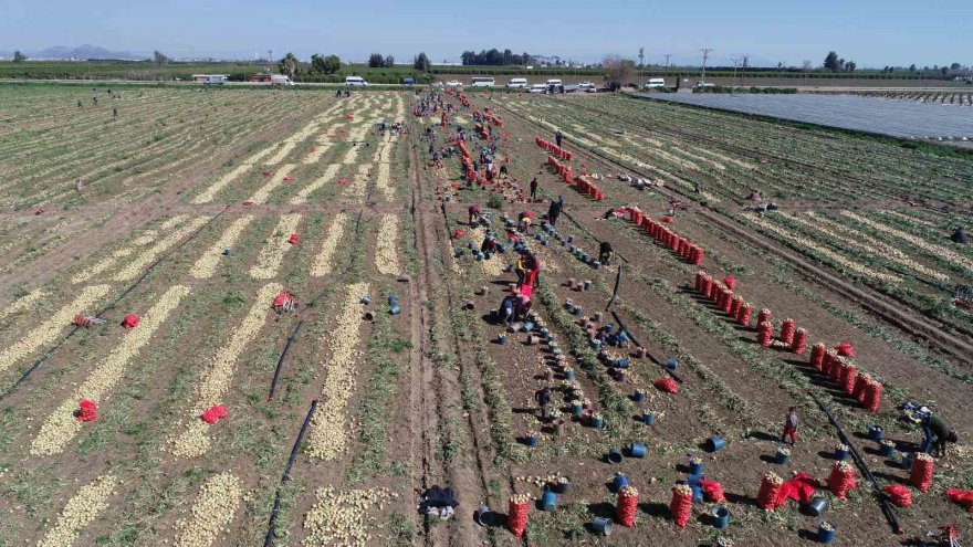 Bu yıl iki kat ekildi: Turfanda soğan hasadı başladı, fiyatı düşmeye başlayacak