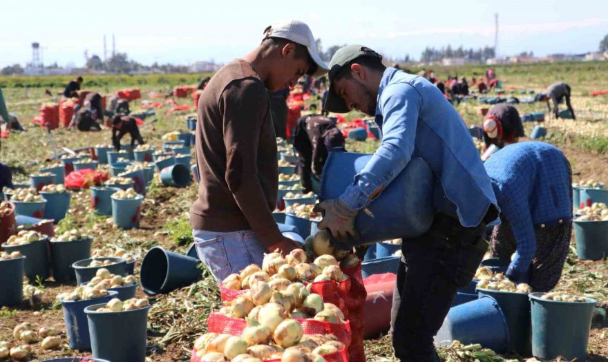 Bu yıl iki kat ekildi: Turfanda soğan hasadı başladı, fiyatı düşmeye başlayacak