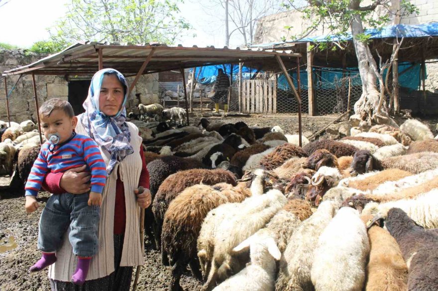 Dört çocuk annesi devletten aldığı destekle 230 koyunluk sürünün sahibi oldu