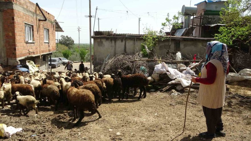 Dört çocuk annesi devletten aldığı destekle 230 koyunluk sürünün sahibi oldu