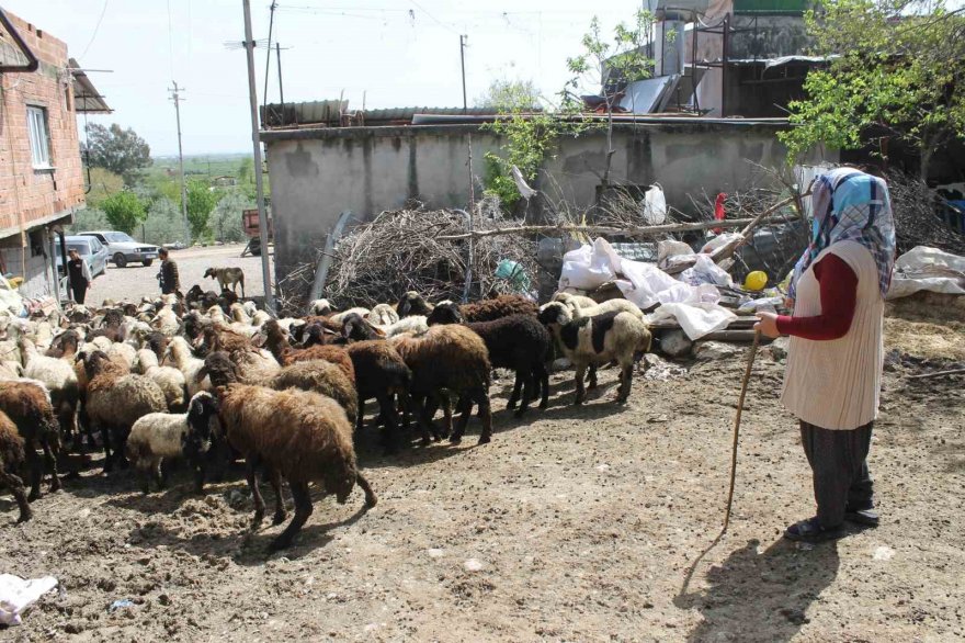 Dört çocuk annesi devletten aldığı destekle 230 koyunluk sürünün sahibi oldu